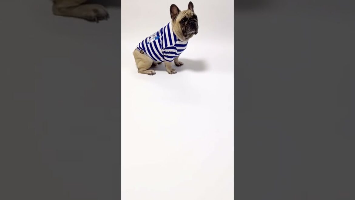 「B DESIGN×kiyoc(きよし)」コラボウエアのご紹介☆ フレンチブルドッグの看板犬ぶーちゃん#shorts