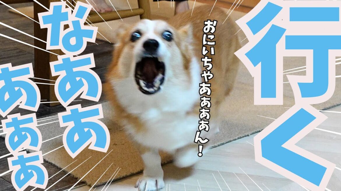 愛する長男が自販機に行っただけで永遠の別れみたいになるコーギー犬