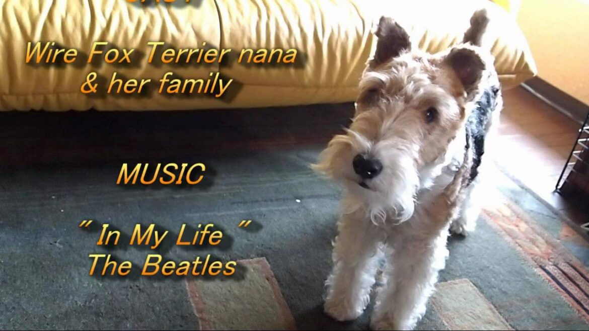 In My Life    - with Wire Fox Terrier 'nana' -