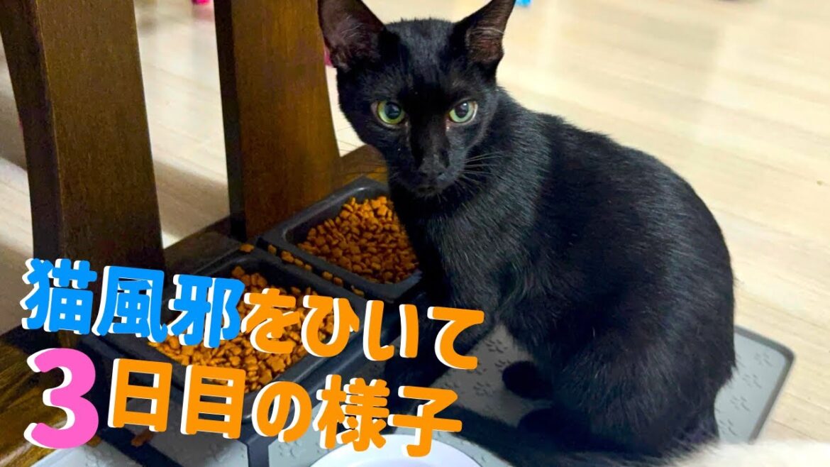 【急病のその後】猫の急な体調不良から4日経った現在の様子【元保護猫】 【急病のその後】猫の急な体調不良から4日経った現在の様子【元保護猫】