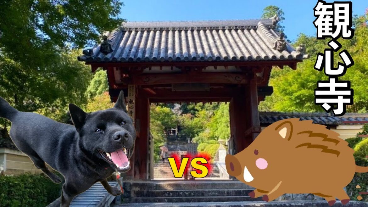 【ぶらり散歩】イノシシVS甲斐犬 瑞稀くん　観心寺3時間のデート