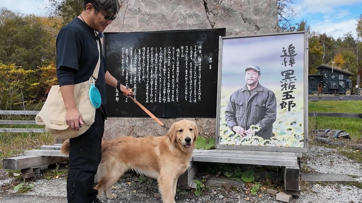 初めての家族旅行!北海道のヘソの富良野で大自然を感じ味わう。【Golden Retriever japan】 初めての家族旅行!北海道のヘソの富良野で大自然を感じ味わう。【Golden Retriever japan】