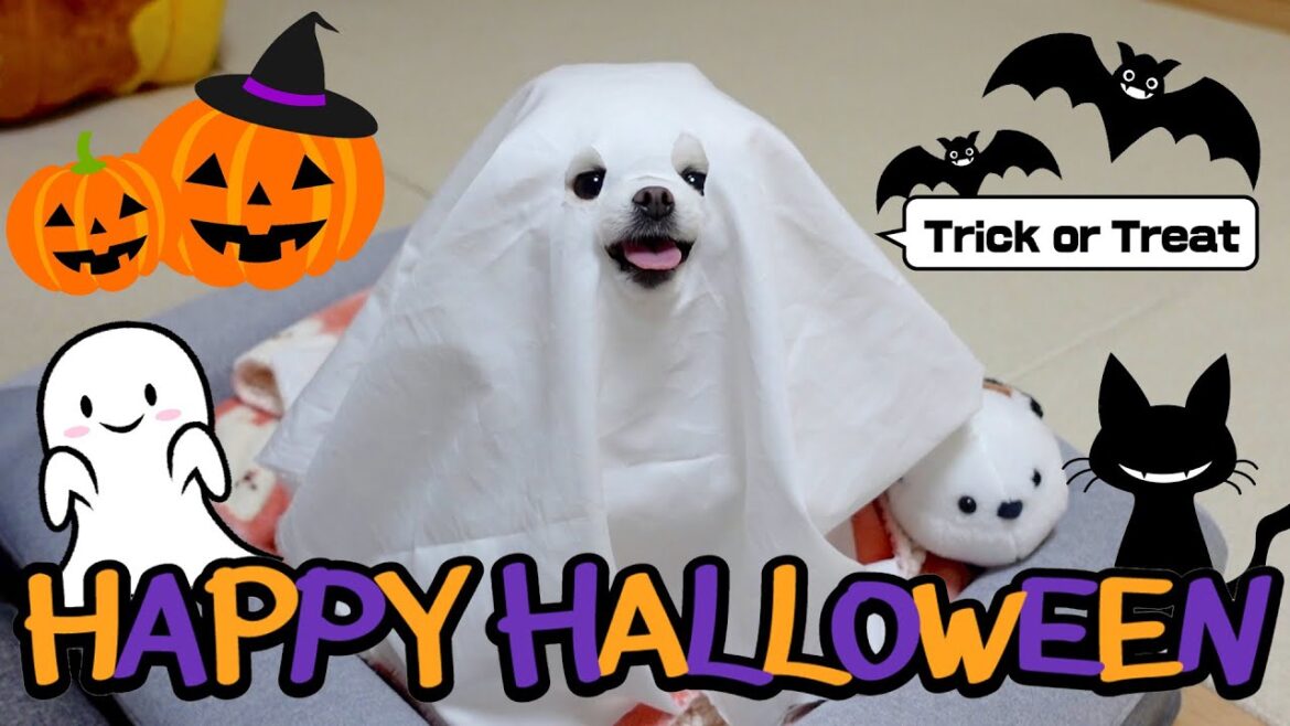 ハロウィンにポメラニアンのお化けがやってきた! ハロウィンにポメラニアンのお化けがやってきた!