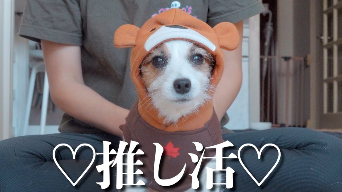 可愛いお洋服を見つけたので推しの兄犬と子犬に貢ぎました/ジャックラッセルテリア