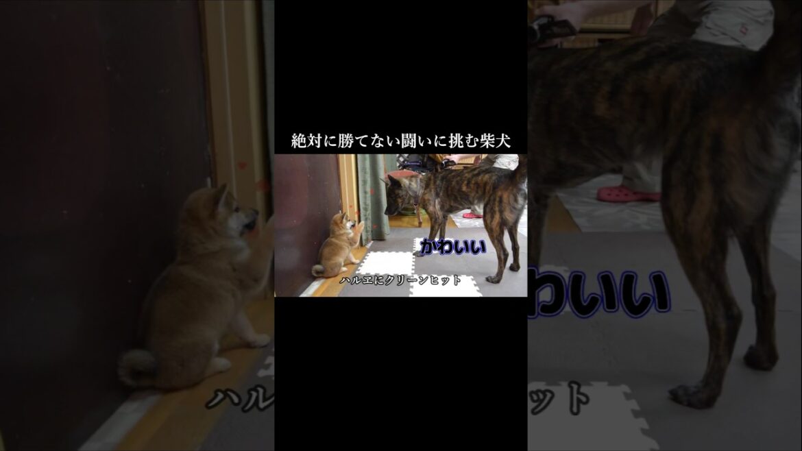 甲斐犬に襲われ絶対に勝てない闘いに挑む柴犬！　#甲斐犬 #柴犬 #youtubeshorts