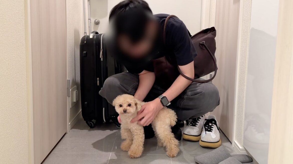 接待上手なトイプードルの日常