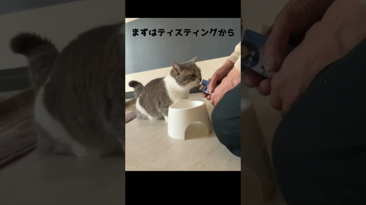 新商品 焼ミックス×ちゅーる試食会の様子 マンチカンひちゃん Shorts 230224