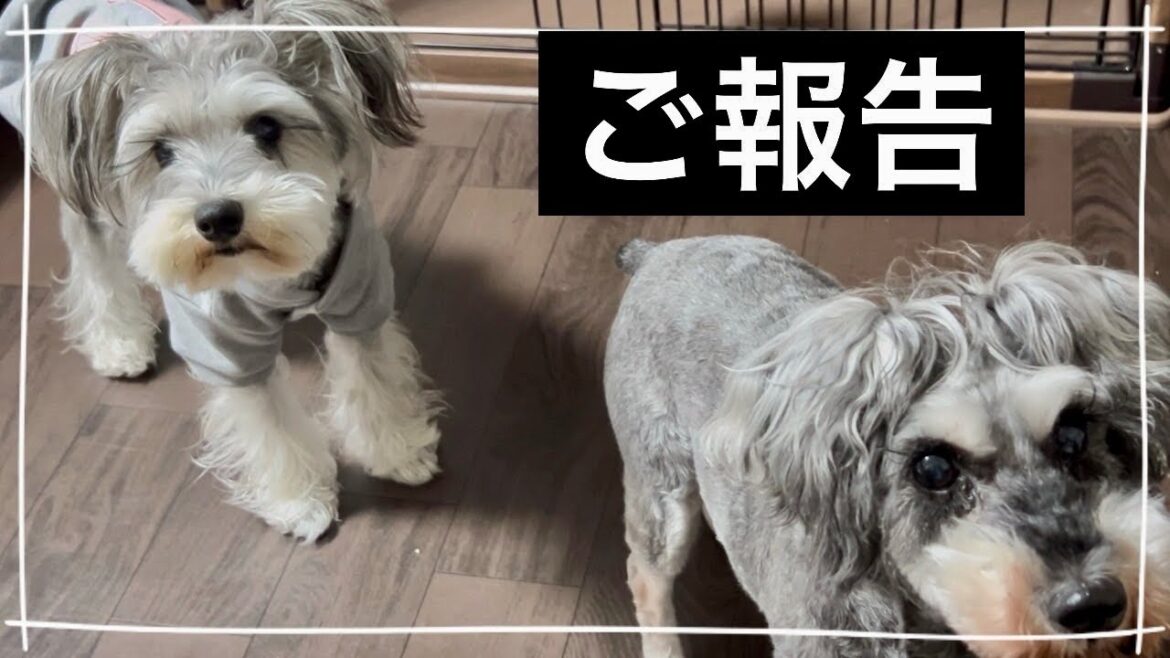 【ご報告】とお願い。応援よろしくお願い致します🙇シュナウザー１歳