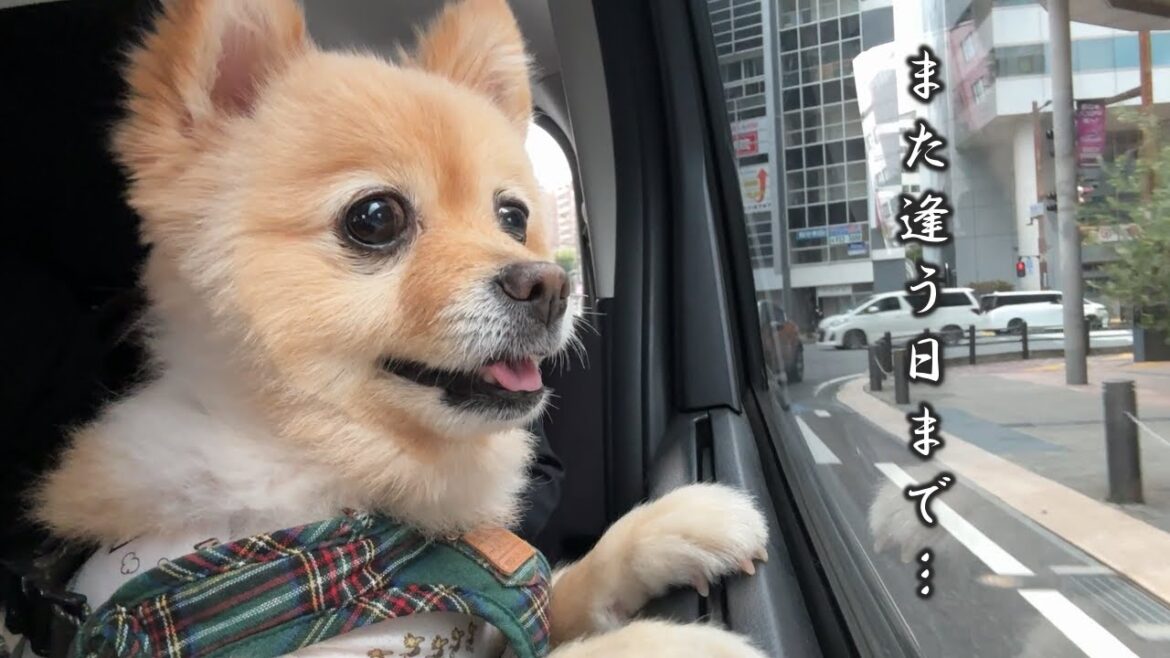 実家を離れるのが寂しくて愛犬がこうなりました…