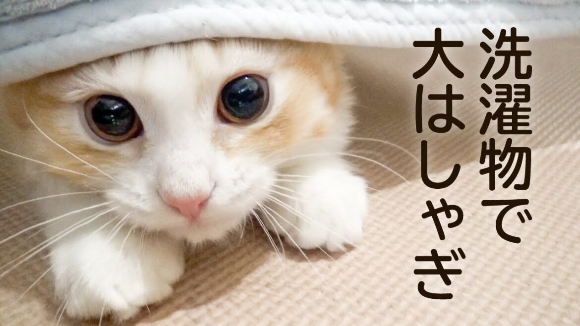 マンチカンの子猫ちゃん、洗濯物で大はしゃぎ。