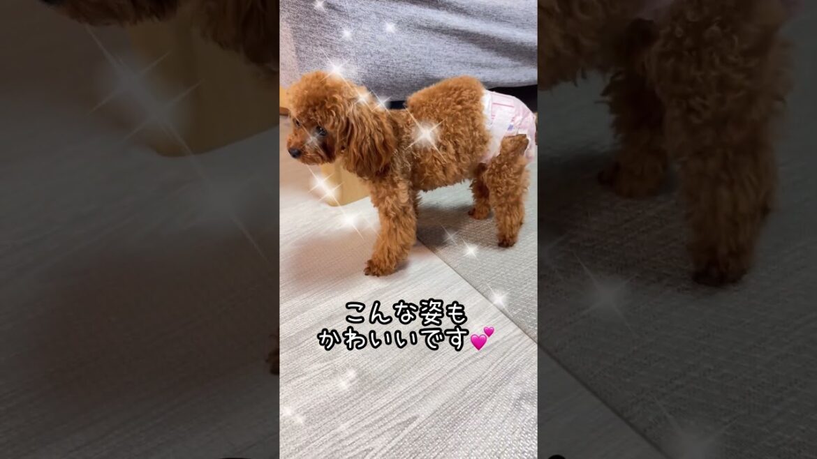 トイプードル足上げ　#トイプードル #かわいい犬