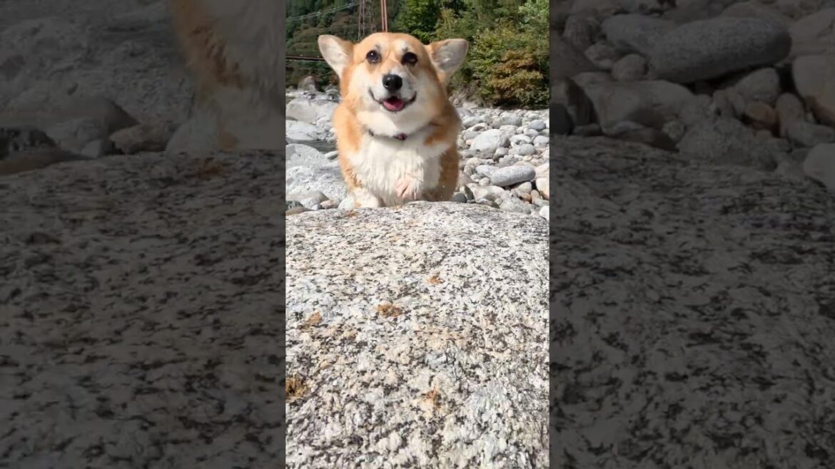 岩の上に立つコーギー / A corgi standing on a rock #shorts