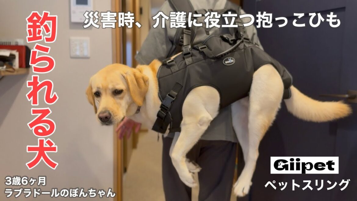 【ラブラドール#151】釣られる犬…災害時、介護に役立つ犬用抱っこ紐★labrador retriever 大型犬  ぼんちゃん ラブラドールレトリバー  ペットスリング 防災グッズ 【ラブラドール#151】釣られる犬…災害時、介護に役立つ犬用抱っこ紐★labrador retriever 大型犬  ぼんちゃん ラブラドールレトリバー  ペットスリング 防災グッズ