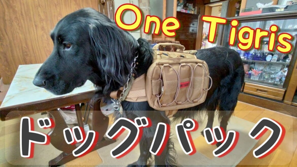 One Tigrisのドッグパックが格好良すぎた【フラットコーテッドレトリーバー＃30】