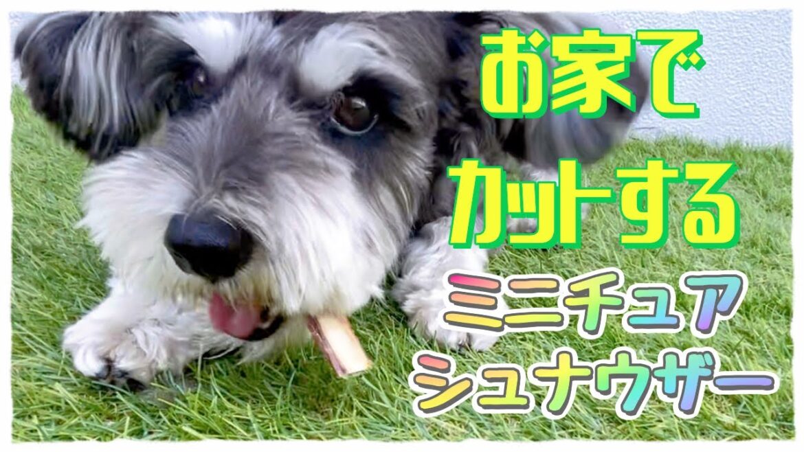 お家でカットするミニチュアシュナウザー
