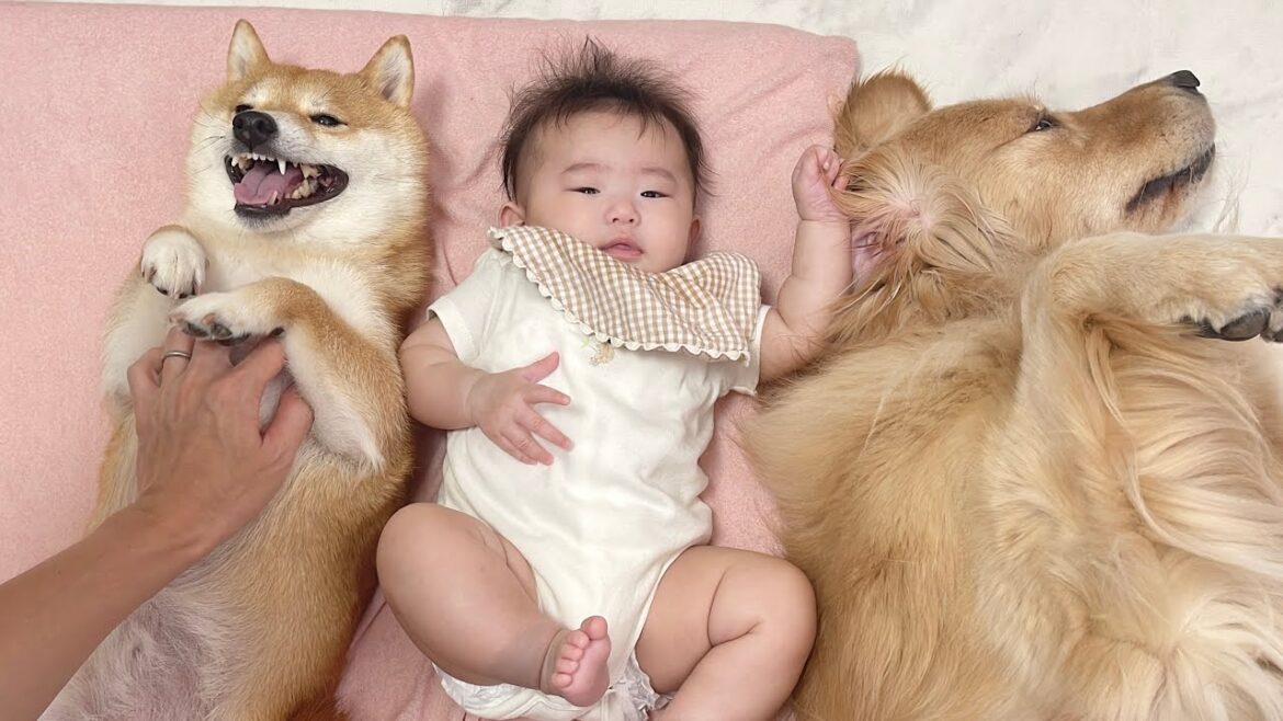 赤ちゃんと川の字になってパパにマッサージされる豆柴とゴールデンレトリバーが可愛すぎました… 赤ちゃんと川の字になってパパにマッサージされる豆柴とゴールデンレトリバーが可愛すぎました...