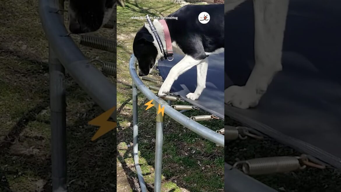 ワンコさんが学んだこと|PECO #ミックス犬 #ボーダーコリー #ボクサー犬  #愛犬家  #mixedbreed #bordercollie #boxerdog #doglover ワンコさんが学んだこと|PECO #ミックス犬 #ボーダーコリー #ボクサー犬  #愛犬家  #mixedbreed #bordercollie #boxerdog #doglover