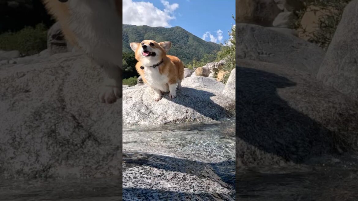慎重に跳び移るコーギー / A corgi carefully jumping from rock to rock #shorts