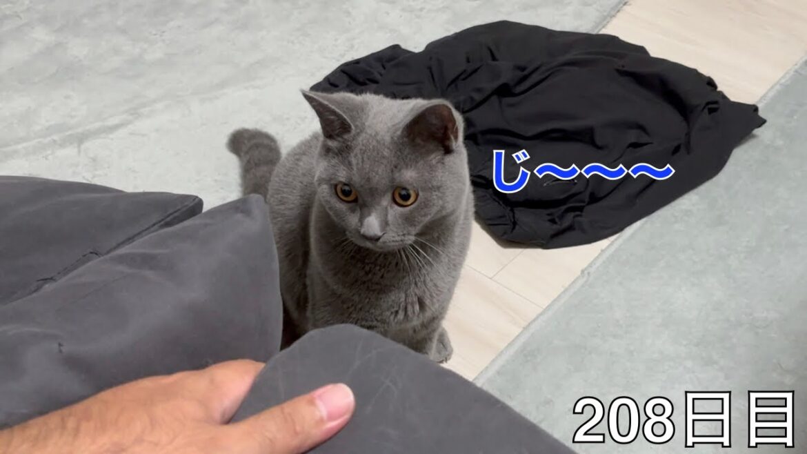 【スコ猫トト君】静かにしている時も気をつけなければなりません••• 【スコ猫トト君】静かにしている時も気をつけなければなりません•••