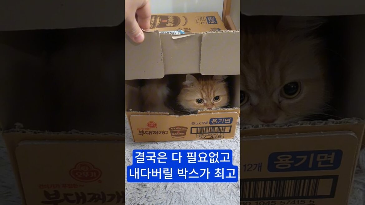 고양이 관찰기