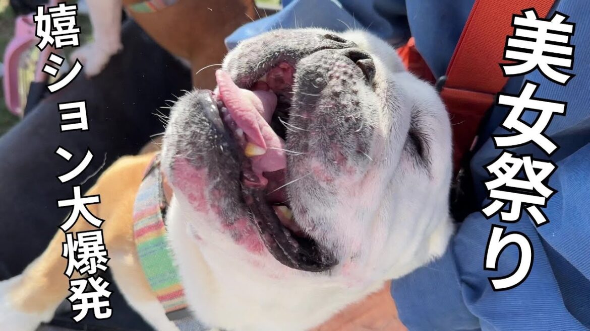 100人以上の美女達に囲まれてサワって!ナデて!貰ってるうちに、イ〇ちゃったブルドッグ 100人以上の美女達に囲まれてサワって!ナデて!貰ってるうちに、イ〇ちゃったブルドッグ