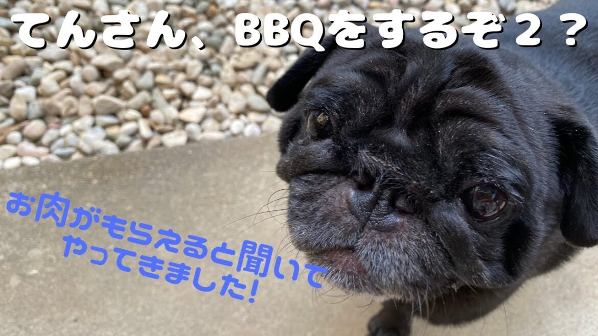 【フレブル】てんさん、BBQの味をしめる？！【黒パグ】