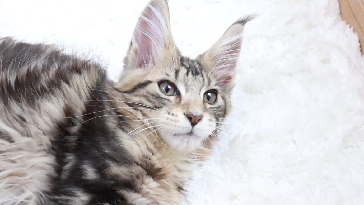 可愛いブラウンのメインクーン子猫グルー君