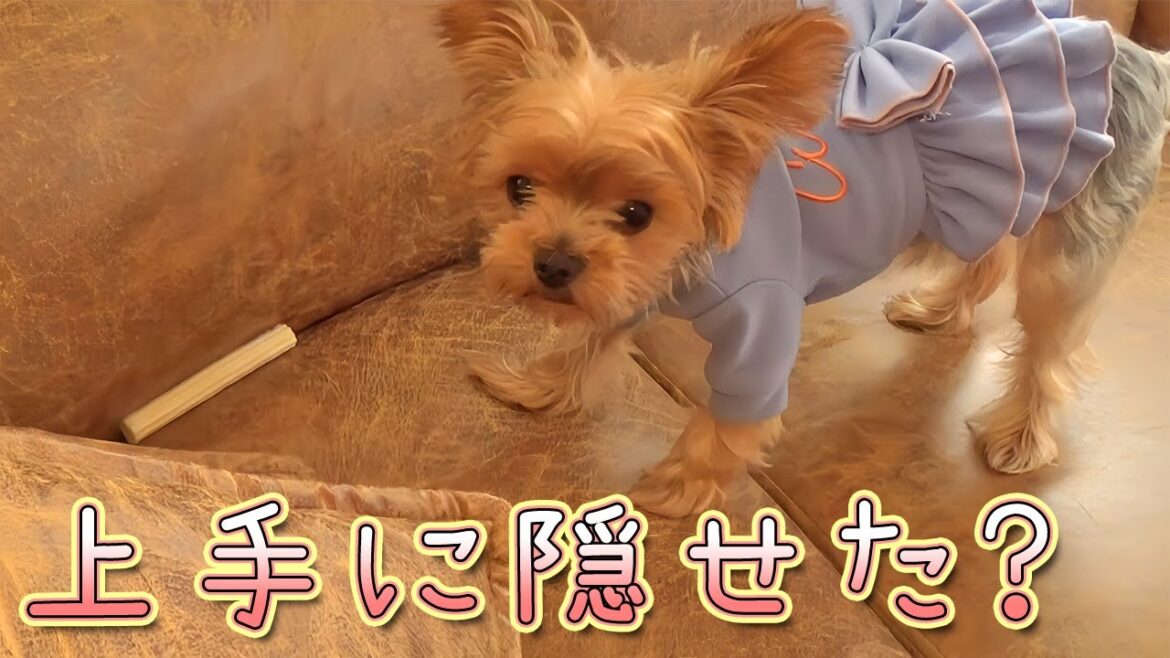【ヨークシャテリア】またも渾身のドヤ顔‼【Yorkshire Terrier】