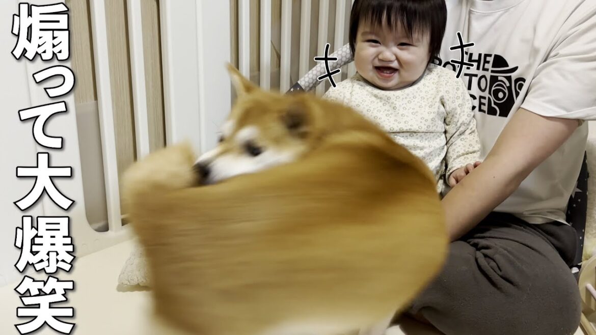 柴犬を興奮させて大爆笑する1歳児