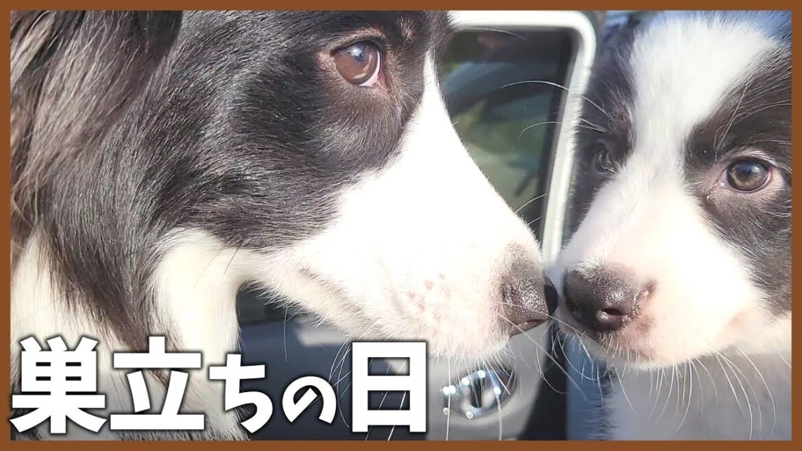 何度経験してもちょっぴり寂しくなる巣立ちの日【ボーダーコリー】