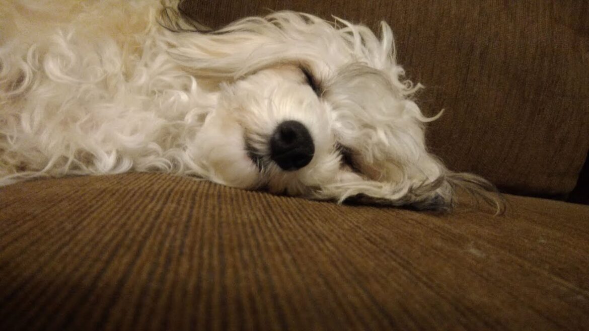 扇風機とチャイクレのウィルちゃん。 扇風機とチャイクレのウィルちゃん。