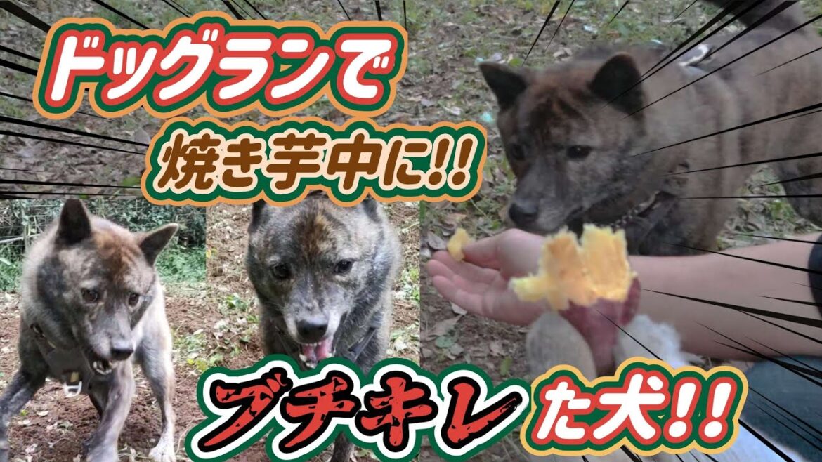【甲斐犬 mix ハル】ドッグランで、焼き芋したら 恐い顔になった犬 #甲斐犬