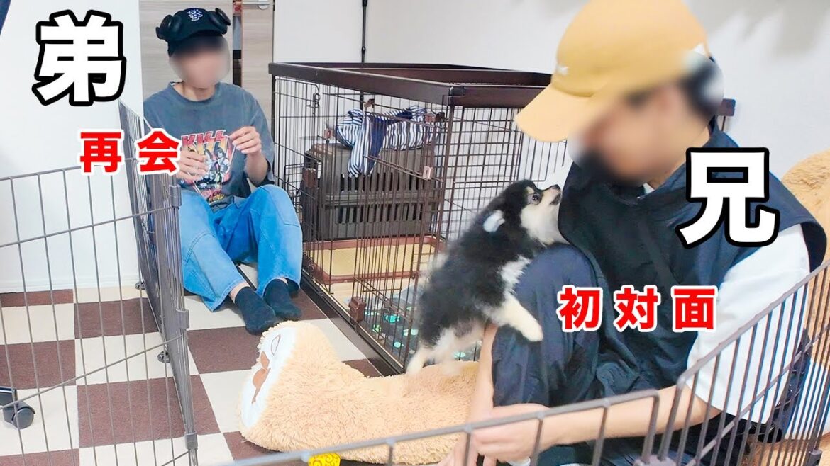 大好きな弟と再会&兄と初対面するポメラニアン