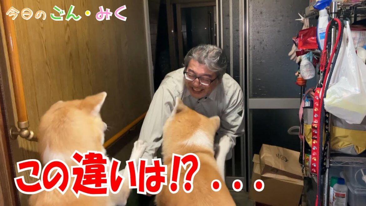 この違いは⁉　今日のごん・みく♡　秋田犬【ごん・みく チャンネル】