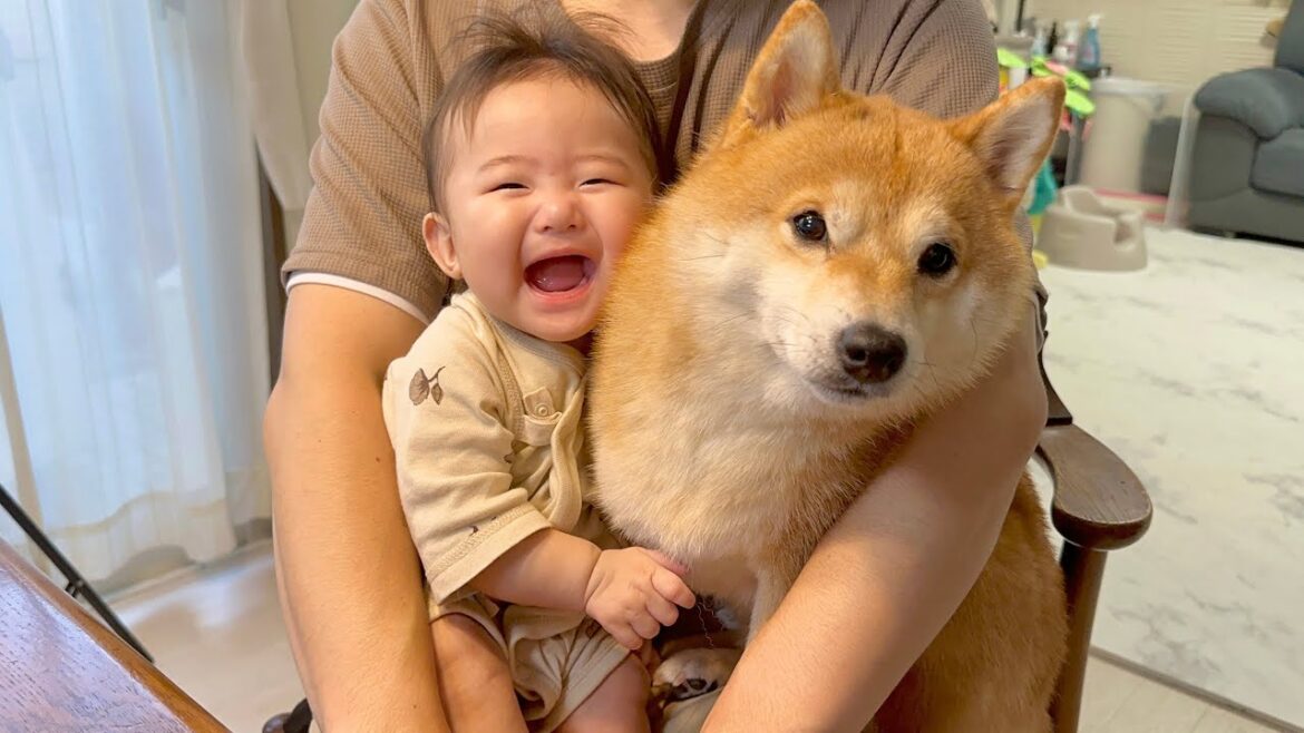 大好きな豆柴を何度も抱きしめる赤ちゃんと満更でもなさそうな豆柴 大好きな豆柴を何度も抱きしめる赤ちゃんと満更でもなさそうな豆柴