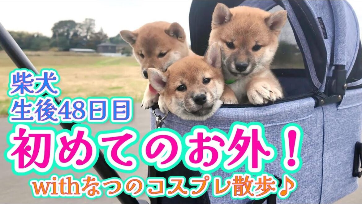 初めてのお外に興味津々な子供たちと、ちょっと早めのハロウィンコスで散歩するなつママ♪#柴犬 #豆柴 #子犬 #dog #shibainu