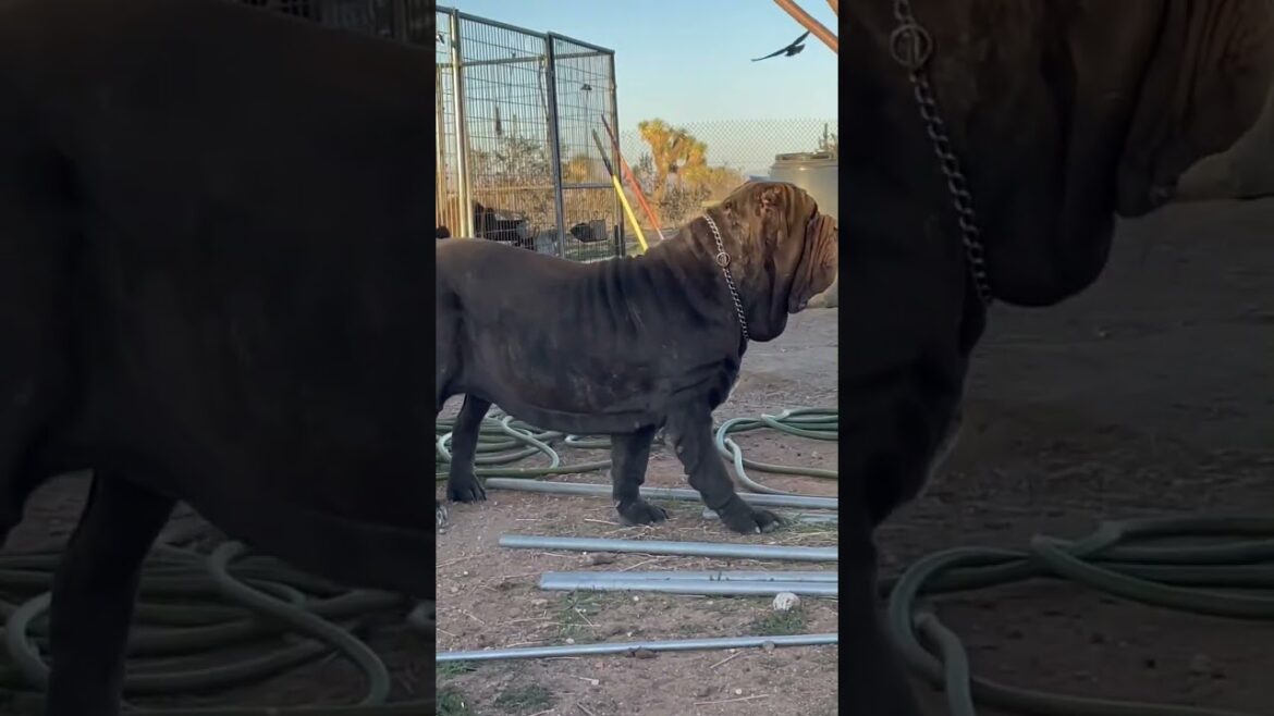 No Photoshop Neapolitan Mastiff