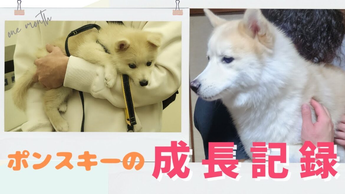 【ゆきちの1年】#puppy #愛犬 #成長記録#シベリアンハスキー #ポンスキー