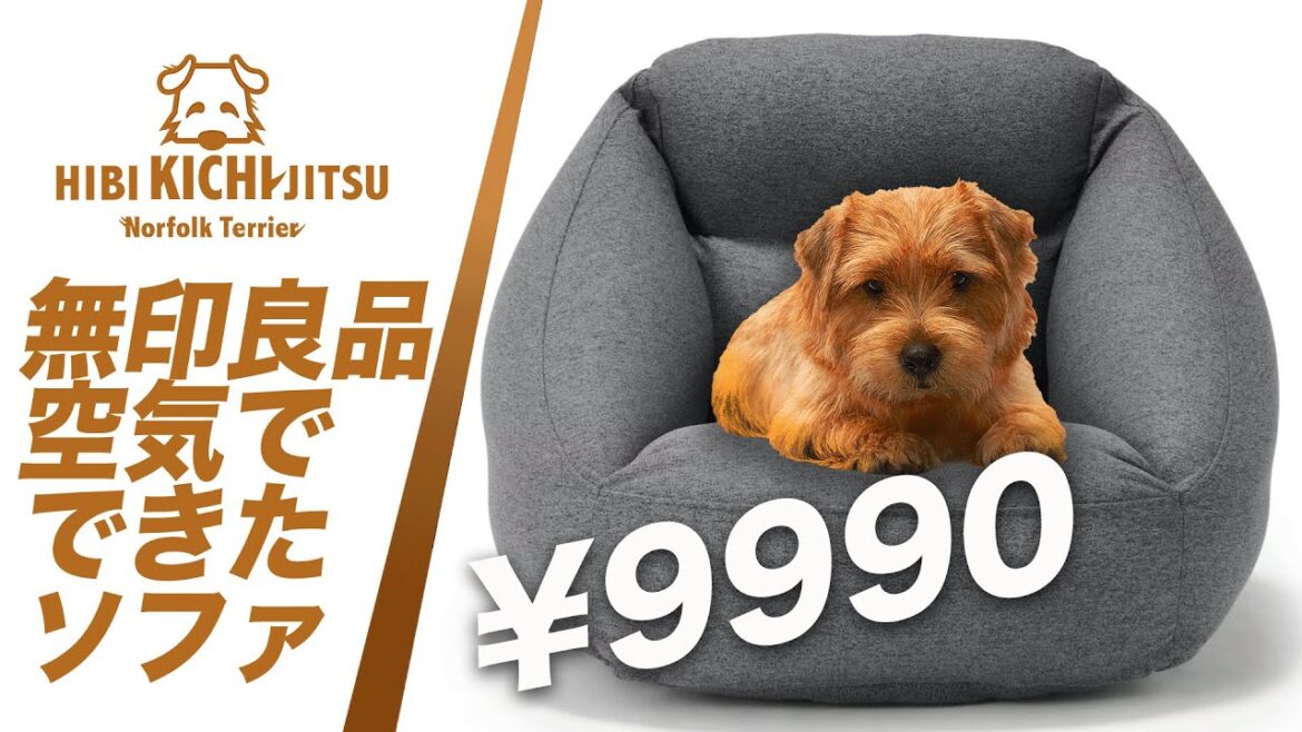 愛犬キチ   無印良品　空気でできたソファ【ノーフォークテリア norfolkterrier muji kichi】