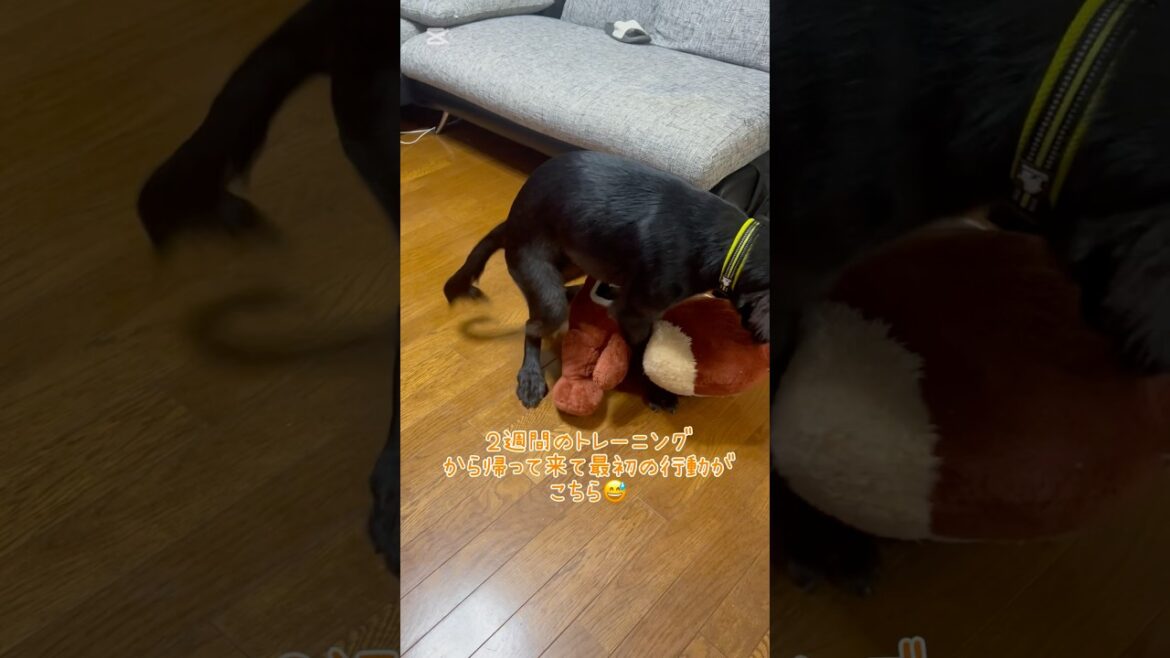 チップの事も覚えてるみたいだけど😅 #フラットコーテッドレトリバー #dog