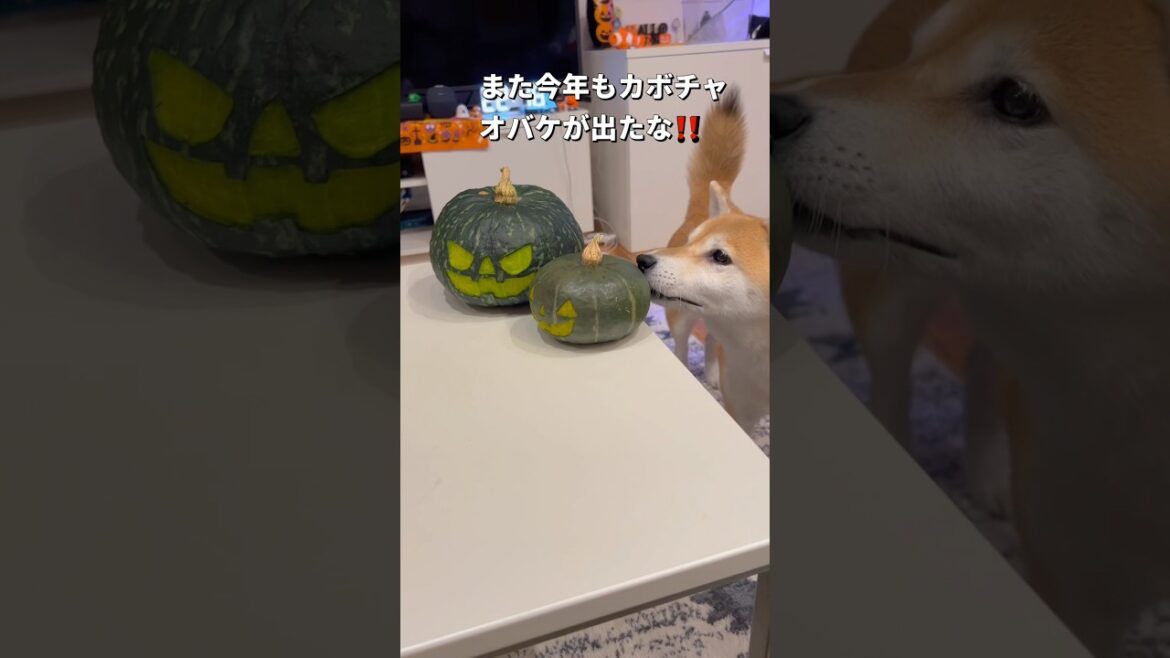 カボチャグラタンが楽しみなポンチビ😂#柴犬 #チワワ #shorts