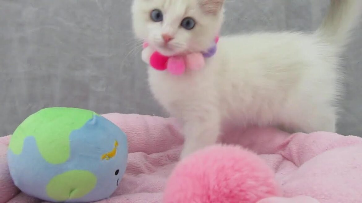 〖タピオ店〗ラグドール♪女の子♪ブルーポイントバイカラー♪7/31生まれ♪