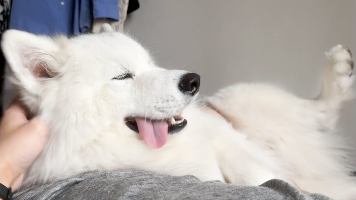 超甘えん坊すぎて朝起きた瞬間からべたべた甘えてくる犬がかわいすぎました…