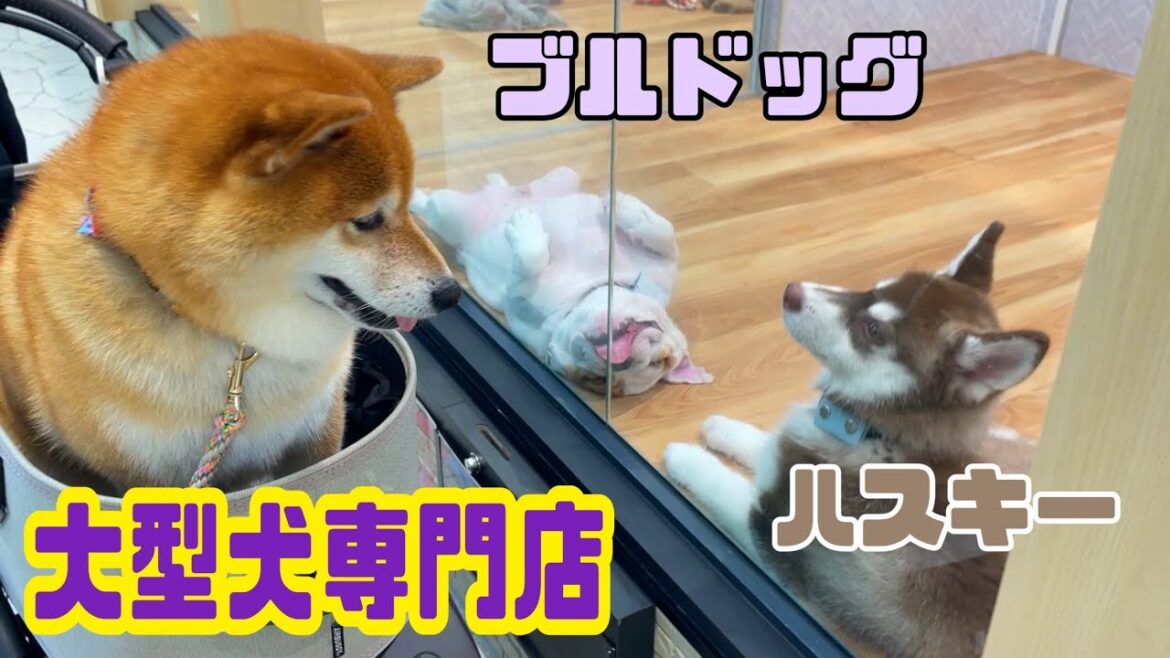 大型犬専門店に柴犬と行ってきました【ちゃちゃ丸】