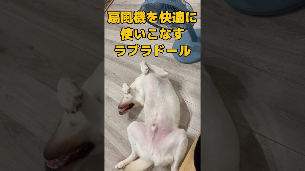 ラブラドールは可愛さと珍獣感の狭間にいるんだよ…  #ラブラドールレトリバー #大型犬 #犬のいる生活