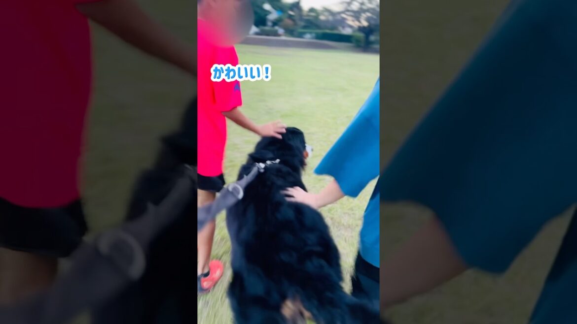 小学生が大喜び！バーニーズとの久しぶりの再会♪