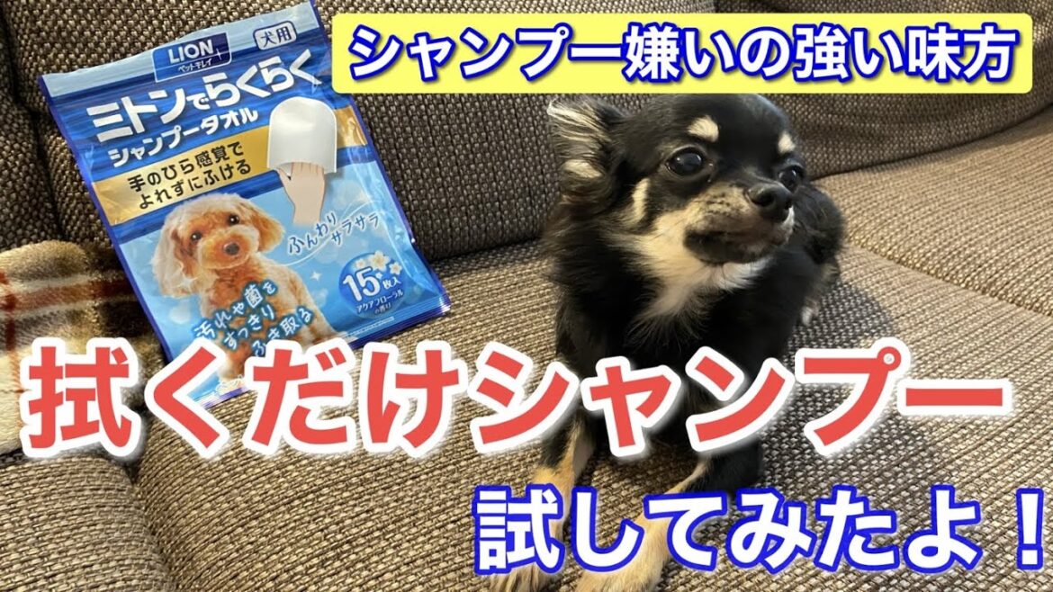 かわいい犬｜ロングコートチワワのウルくん【拭くだけシャンプー試してみたよ！】