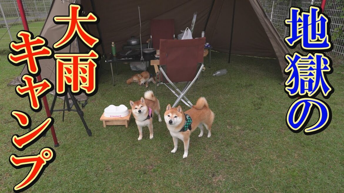キャンプ中に線状降水帯が発生し、子犬の意外な一面に驚きました・・・
