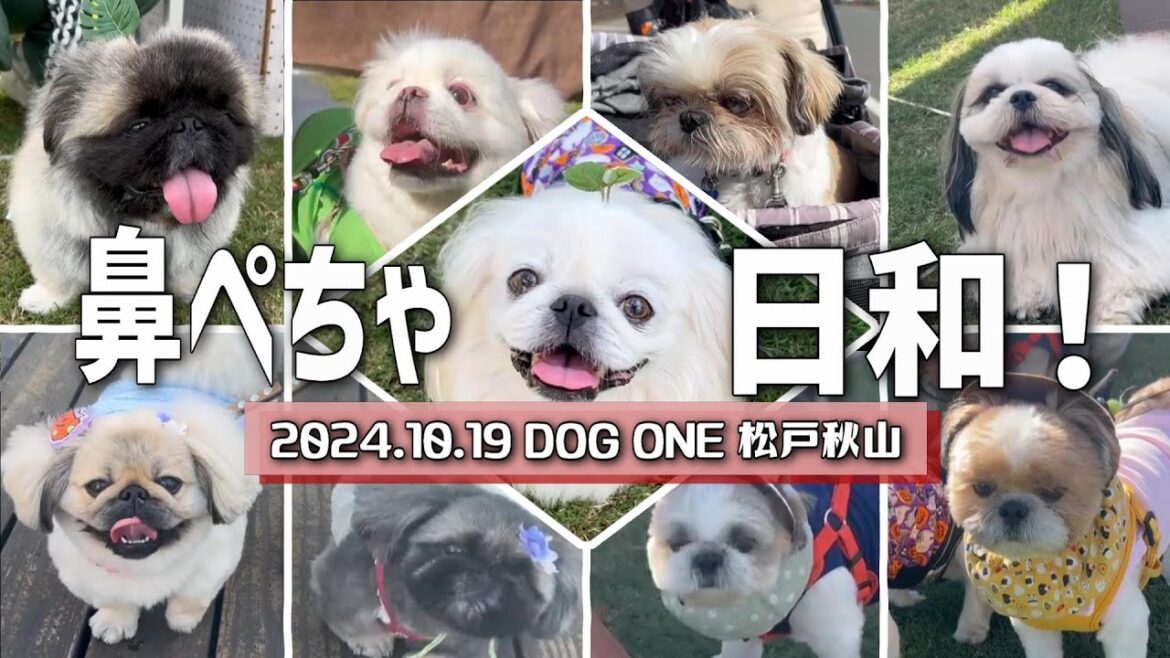 【愛犬イベント】鼻ぺちゃ日和な一日、そんな10月19日は… 【愛犬イベント】鼻ぺちゃ日和な一日、そんな10月19日は…