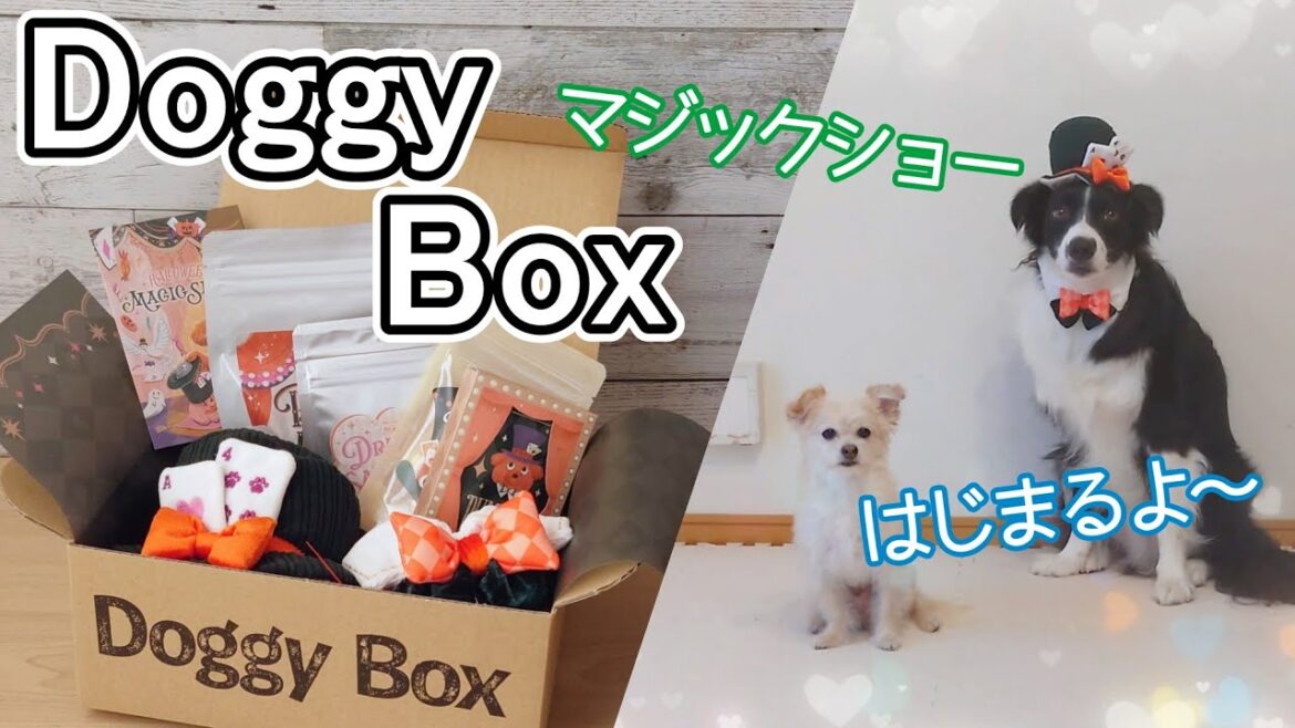 マジシャン登場！ドギーボックス10月号【チワプー&ボーダーコリー】